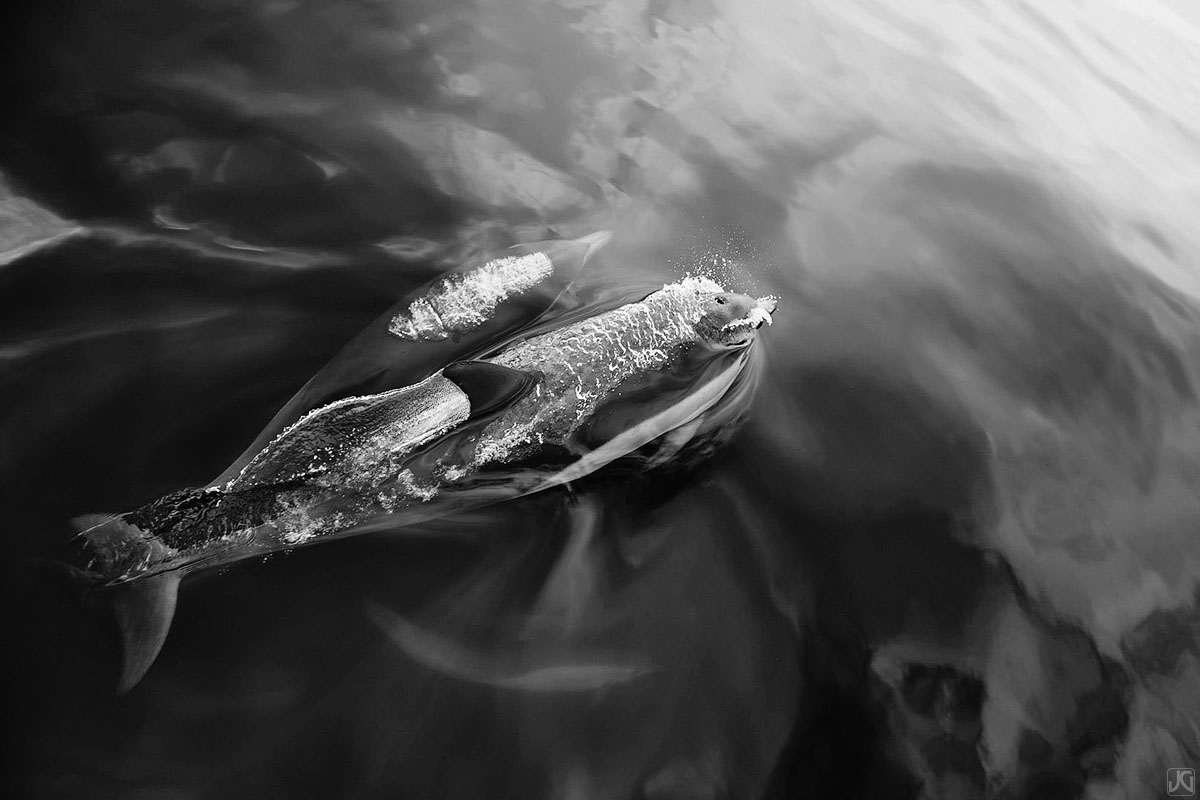 Surfacing dolphins break up the clouds on the surface of the ocean.