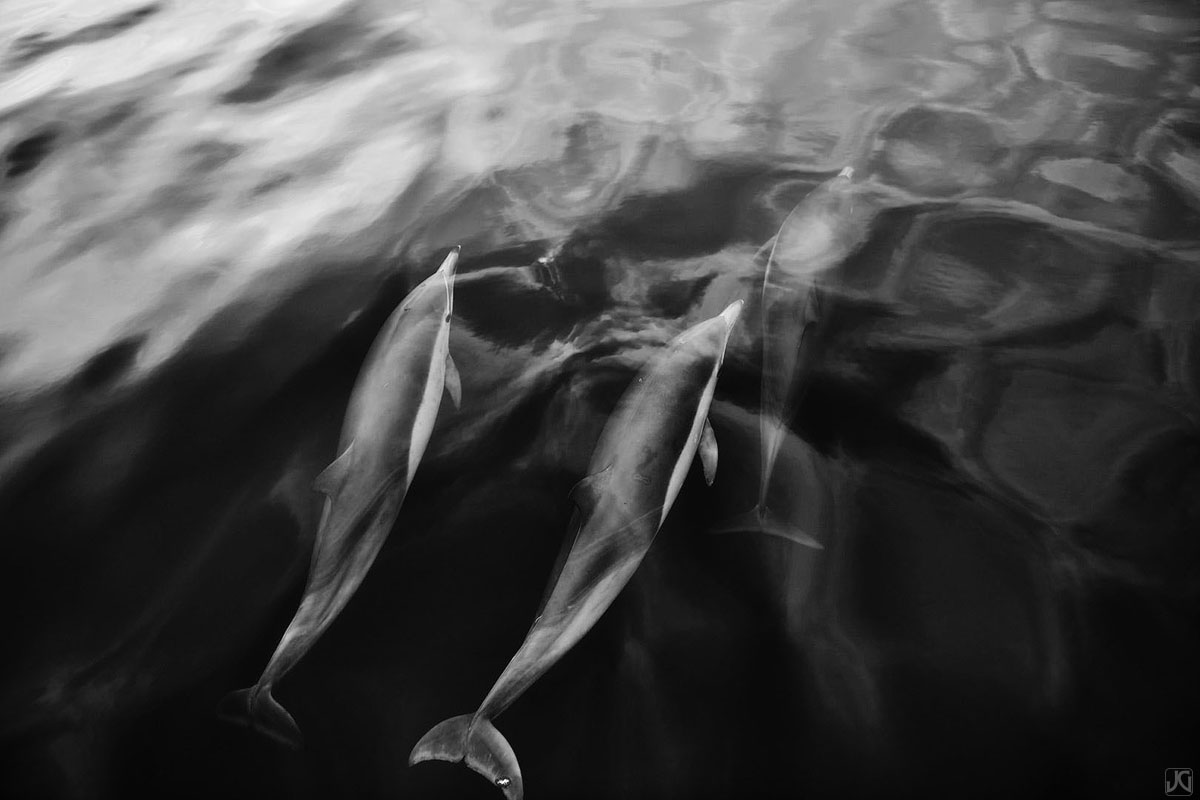Dolphins swim close to the surface of the ocean, which has reflections of clouds from above.