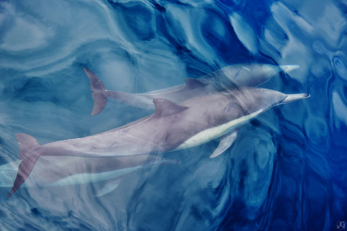 Reflections of clouds paint the ocean surface for these dolphins to swim through.
