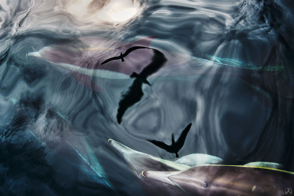 Seagulls, clouds and shadows are all reflected above this pod of dolphins.