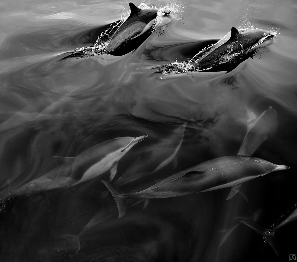 Dolphins from a large pod swim along together beneath two surfacing members.