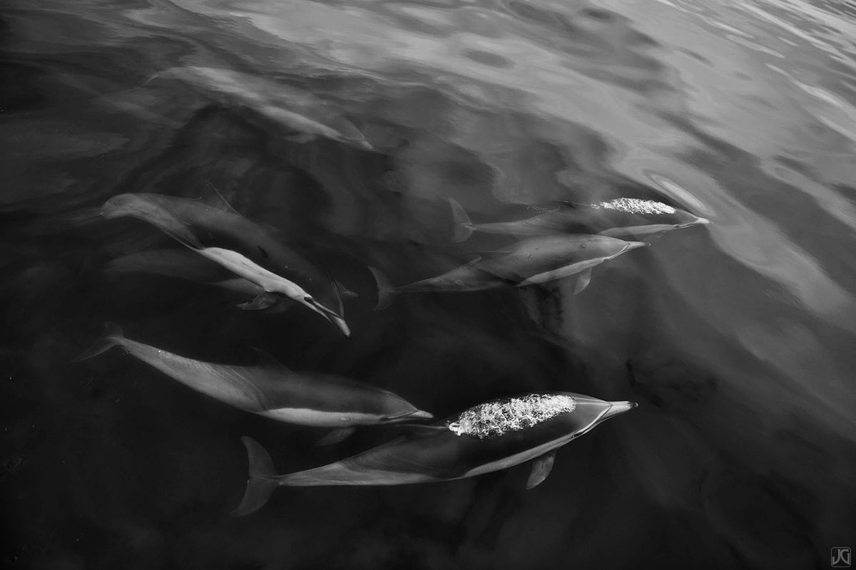 As these dolphins swim, their paths criss cross with rhythmic elegance.