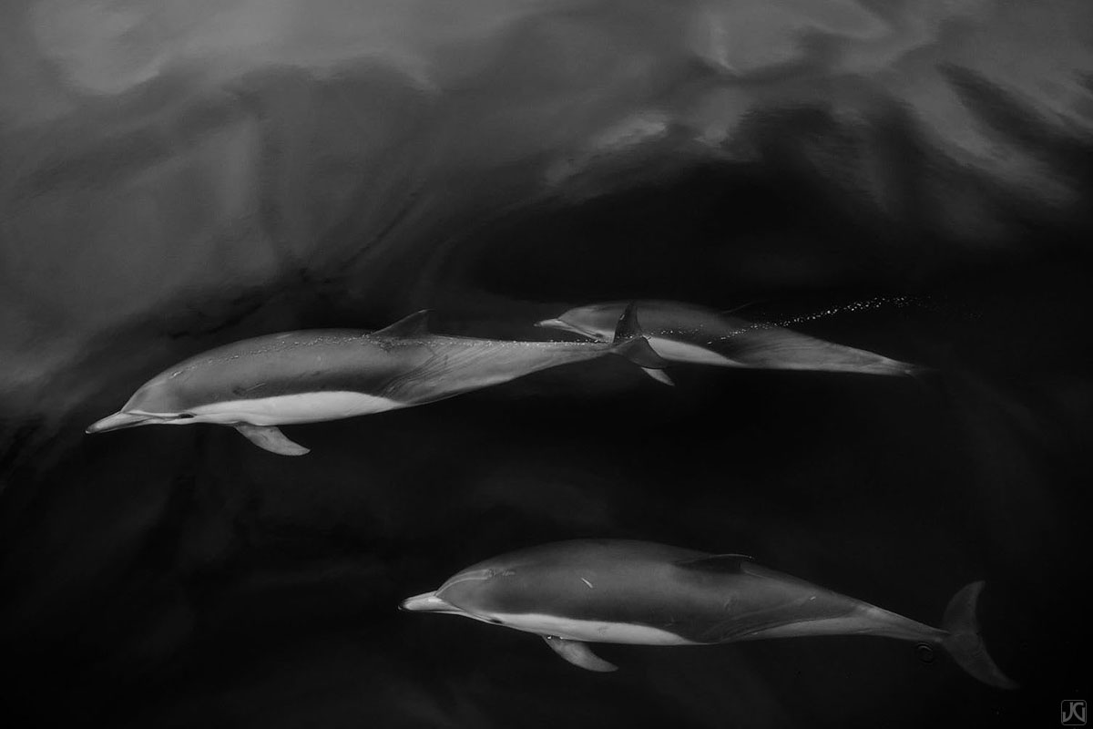 Three dolphins glide along underneath the soft reflections from clouds above.