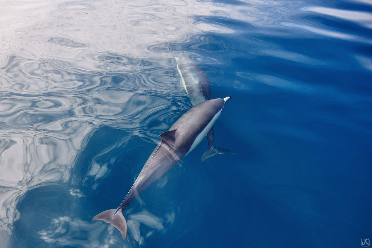 These two dolphins swim nearby each other, each taking their turn to surface and go back under the clouds.