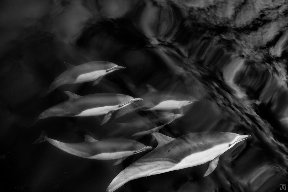 A small pod of dolphins swim through the open ocean and into the clouds above.